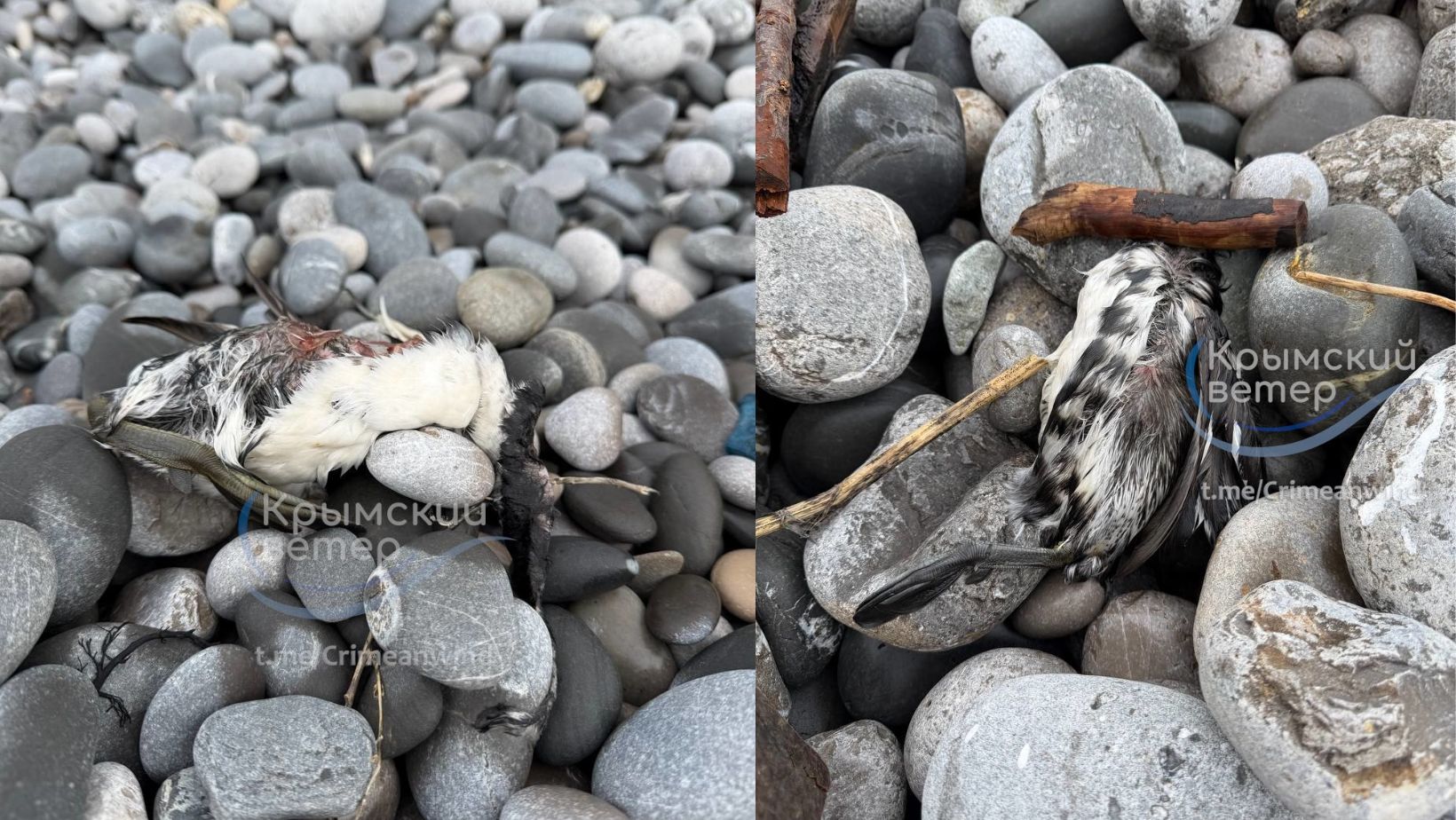 Мертві птахи на південному узбережжі 